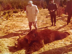 Cum a împușcat Nicolae Ceaușescu cel mai mare urs brun din lume - Foto: Fototeca online a comunismului românesc