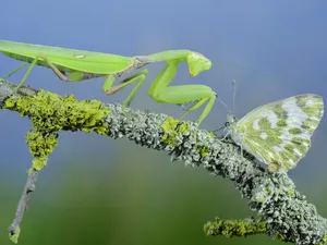 Insectă - Foto: Profimedia