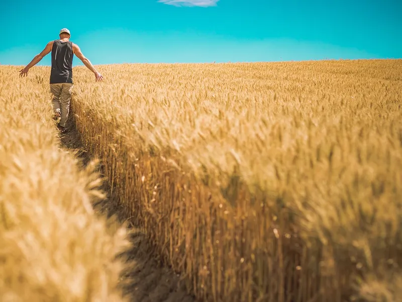 Lan de grâu - Foto: Pixabay/ Pexels