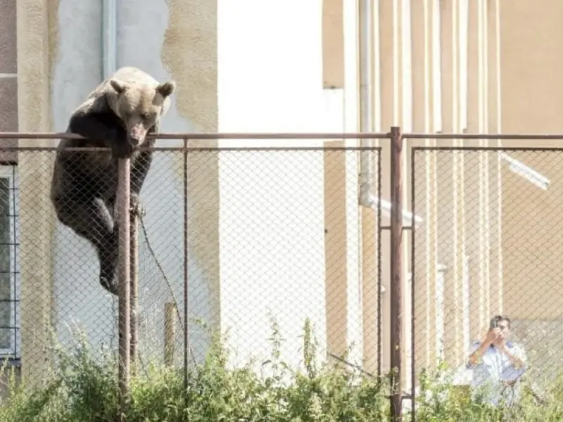 Un urs a fost împuşcat după ce s-a apropiat la câţiva metri de un liceu din Miercurea Ciuc - Foto: observator