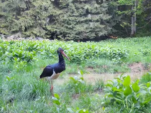 Un vizitator extrem de rar, în Parcul Natural Apuseni. Camerele au surprins o barză neagră - Foto: captură video