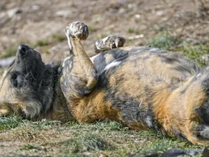 De ce le place câinilor să se tăvălească în excremente? Cele de castor miros înfiorător! - Foto: Flickr/Tambako The Jaguar