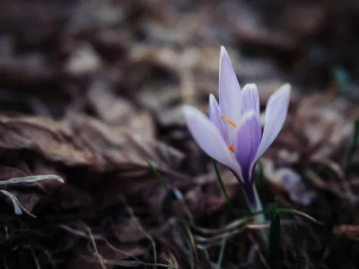 Agricultorii care cultivă această plantă se pot îmbogăți. Clima este ideală pentru creșterea rapidă Foto: Pexels (fotografie cu caracter ilustrativ)