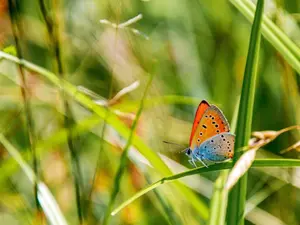 A fost descoperită o specie rară și extrem de frumoasă de fluture în România. Este multicolor foto: Facebook/ RNP Romsilva