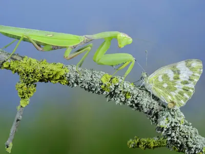 Insectă - Foto: Profimedia