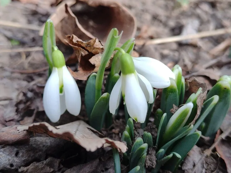 Au înflorit ghioceii, la începutul lunii februarie, vremea a luat-o razna - Foto: Facebook/Luminița Scarlat