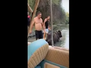 Vaca, blocată trei zile în nămol, salvată de turiști / tulceanoastra