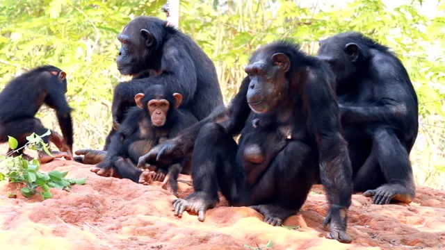 Două maimuțe bonobo au un pui cu care nu sunt înrudite/FOTO: Getty