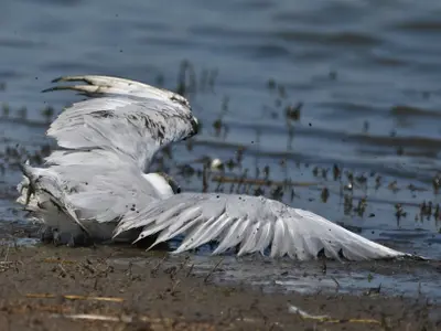 Mai multe păsări au fost găsite rănite în Delta Dunării. Sunt trase semnale de alarmă Foto: Facebook/ Euroteens