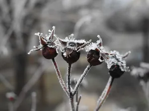 METEO Fenomenul La Nina va aduce tempereraturi scăzute până în februarie. Care va fi minima? foto: Freepik (fotografie cu caracter ilustrativ)