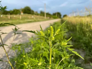 Ciucă declară război ambroziei / FOTO: doc.ro