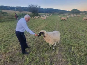 Daea hrănește oaia/FOTO: facebook.com