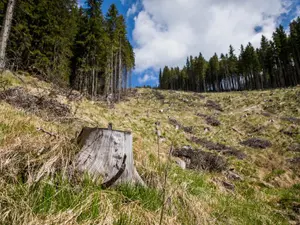 WWF:România alocă prea puțini bani pentru oprirea tăierilor ilegale de păduri