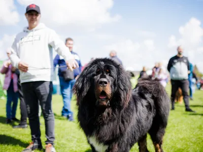 Competiție canină internațională, la Satu Mare. Participă peste 400 de câini. Foto: Primăria Satu Mare Facebook