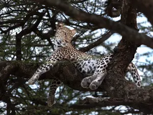 Leopard - Foto: Profimedia