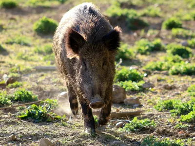 Victima unui mistreț se luptă pentru viață. Cum a reușit o femeie să scape din colții animalului Foto: Pexels (fotografie cu caracter ilustrativ)