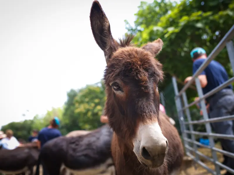 Povestea italiencei care a venit în România de 20 de ani pentru a salva animalele maltratate - Foto: Caravana MINI „Urme de Bucurie”