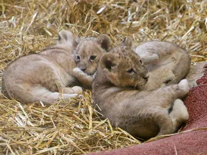 Trei pui de leu, noile vedete ale grădinii zoologice din Gelsenkirchen, Germania. / Foto: ZOOM Erlebniswelt Gelsenkirchen, Facebook