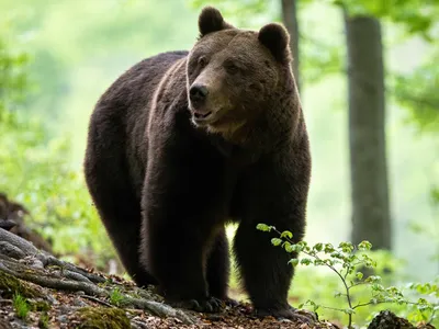 Încă un bărbat atacat de urs în Harghita (Tulgheș), a fost solicitat elicopterul SMURD/FOTO: Getty