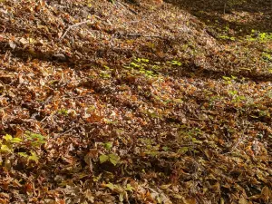 O femeie, un pas de moarte după ce a plecat în pădure la cules de ciuperci. Pompierii au intervenit  - Foto: ISU Neamt