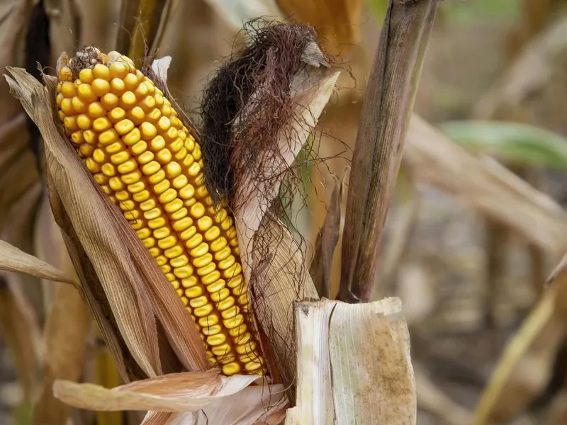 Ingredion şi Expro, giganţi americani ai afacerilor, vor intra în România. Cu ce se vor ocupa? - Foto: Pexels/coldbeer