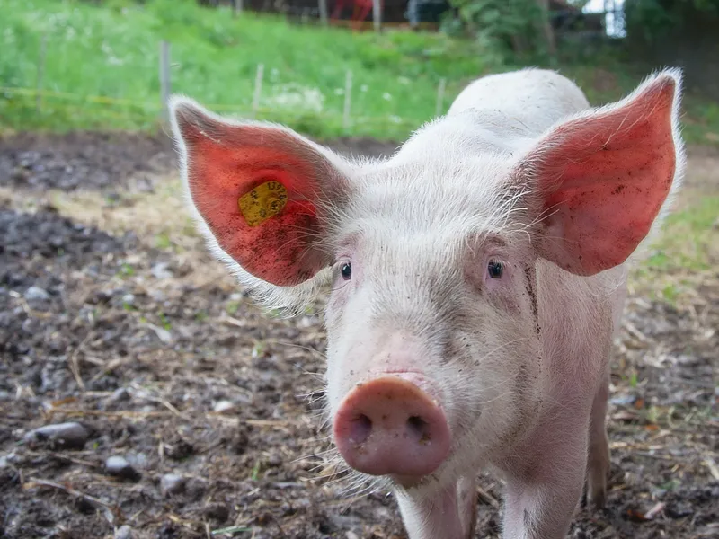 Ce țară produce cea mai bună carne de porc. România nu se poate lăuda cu cea mai bună carne Foto: Pexels (fotografie cu caracter ilustrativ)