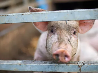 Pesta porcină lovește grav industria cărnii de porc la granița României. Virusul rezistă și înghețat - Foto: Profimedia images