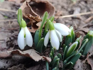 Au înflorit ghioceii, la începutul lunii februarie, vremea a luat-o razna - Foto: Facebook/Luminița Scarlat