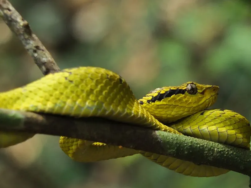 VIDEO Au reapărut viperele, este pericol pe traseele turistice. Cum te fereşti şi ce faci - Foto: Flickr/Siddarth Machado