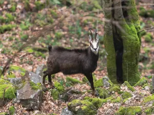 Capră neagră - Foto: Facebook/ Parcul Natural Apuseni