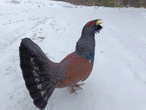 FOTO Imagini inedite cu un cocoș de munte care stă la pozat, în Parcul Natural Călimani: Era curios - Foto: Facebook/ Parcul Natural Călimani