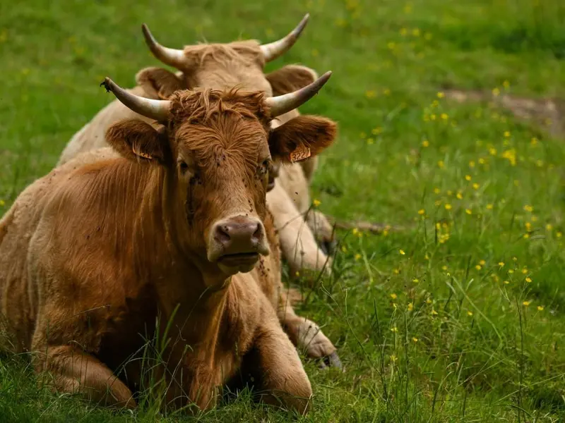 Cum a ajuns un român să fie ucis de un taur? A fost găsit mort pe câmp. Unde s-a întâmplat? - Foto: Profimedia Images (imagine cu rol ilustrativ)