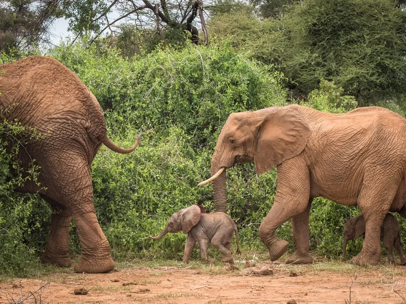 O femelă de elefant african din Kenya a născut gemeni. / Foto: Save the Elephants, Facebook