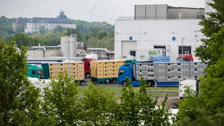 Abatorul „Tonnies” din Germania// Foto: Guliver/ Getty Images