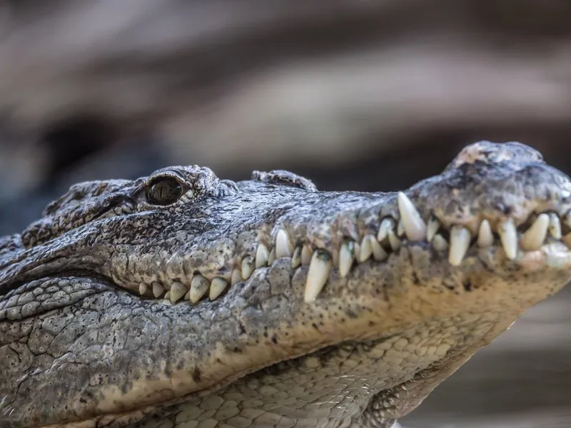 O specie de crocodil care trăiește în Asia se plimba prin Munții Făgăraș. Ce s-a descoperit - Foto: Profimedia Images/ Imagine cu caracter ilustrativ