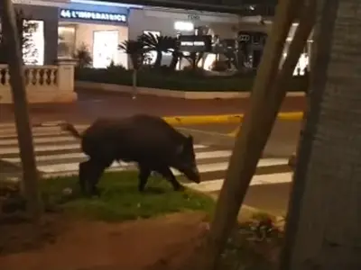 Un porc mistreț la Cannes Foto: captură video