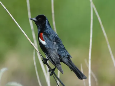 Trotinetele electrice, sursă de inspiraţie. Ce fac nişte păsărele, în marile oraşe, din cauza lor - Foto: pixnio/Menke Dave, USFWS/CC0