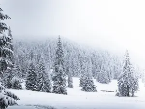 Lapoviță și ninsoare în munții Rodnei, la peste 1.200 de metrii altitudine/FOTO: Unsplash