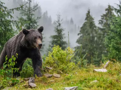 Raportul legiștilor în cazul fetei sfâșiate de urs. Din ce cauză a murit Diana? - Foto: Profimedia Images ( imagine cu rol ilustrativ)