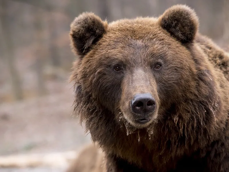 Un vânător din Neamţ, la un pas de o moarte groaznică, în ghearele unui urs, după ce tranchilizantul nu a funcţionat - Foto: Arhivă / imagine cu caracter ilustrativ