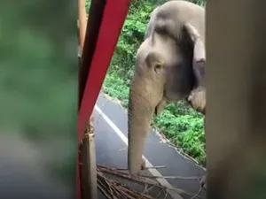 VIDEO Fatty, elefant gras de 35 de ani, opreşte camioanele, ca să mănânce din ele trestie de zahăr - Foto: YouTube