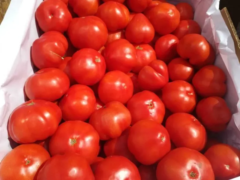 Sunt roşiile din piaţă mai bune decât cele din supermarket? Ce spun specialiştii/FOTO: ziaruldeiasi.ro