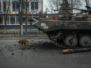 Sute de câini găsiți morți de foame într-un adăpost ucrainean luat de trupele rusești/FOTO: Reuters