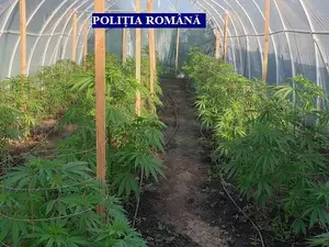 Cultură de marijuana - Foto: Poliția Română