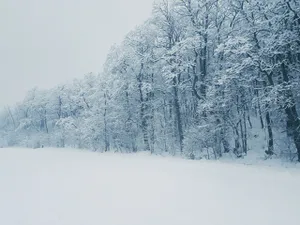 Zăpadă- Foto: PEXELS PHOTOS