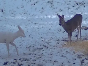 Căprioara albă, foarte rară, a apărut în Parcul Național Bucegi - Foto: Obancea Cătălin