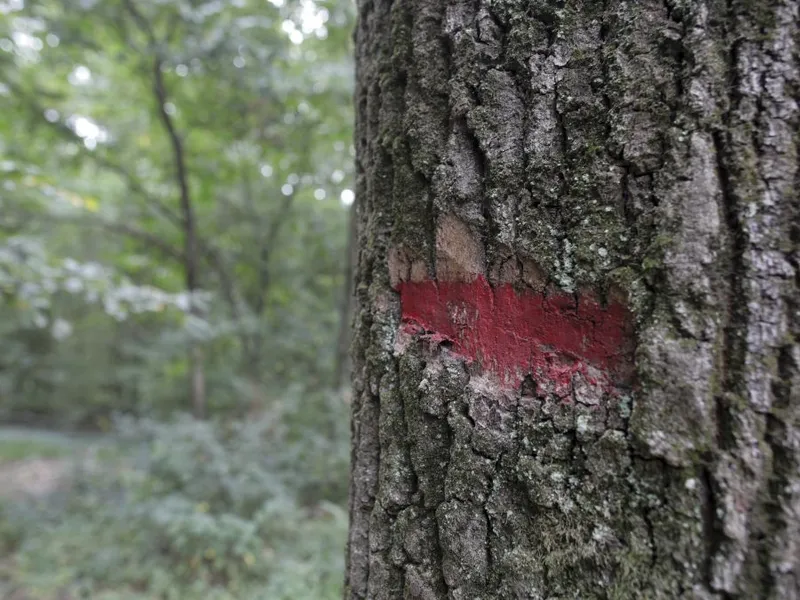 De ce devine Pădurea Băneasa arie naturală protejată? Cine deţine acum domeniul acesta? - Foto: INQUAM PHOTOS/Octav Ganea