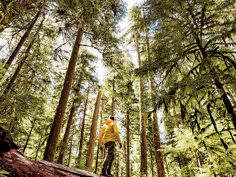 Pădurea tropicală Hoh - Peninsula Olimpică, Washington