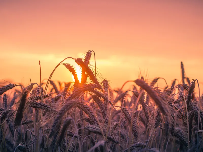 Lanuri de grâu (caracter ilustrativ) - Foto: Pexels / Pixabay