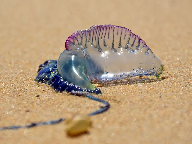 Invazie de meduze pe mai multe plaje frecventate de români. Este vorba despre o specie otrăvitoare  - Foto: Profimedia / imagine cu caracter ilustrativ